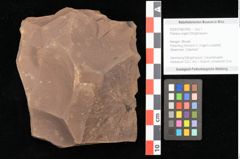 Foto (Objekt + Etikett) von Planera ungeri Ettingshausen (NHMW-GEO-2024-0188-0995)